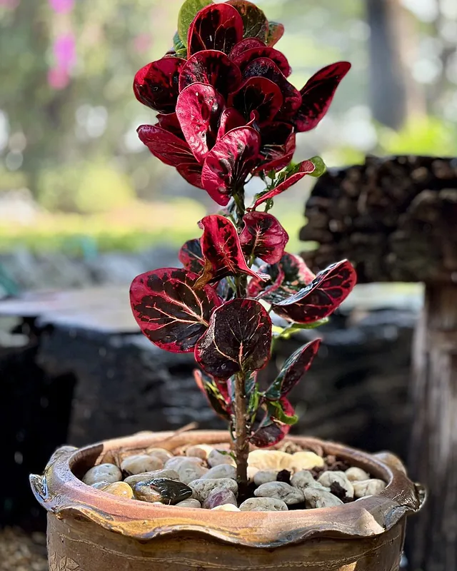 Scalloped Terracotta Planter